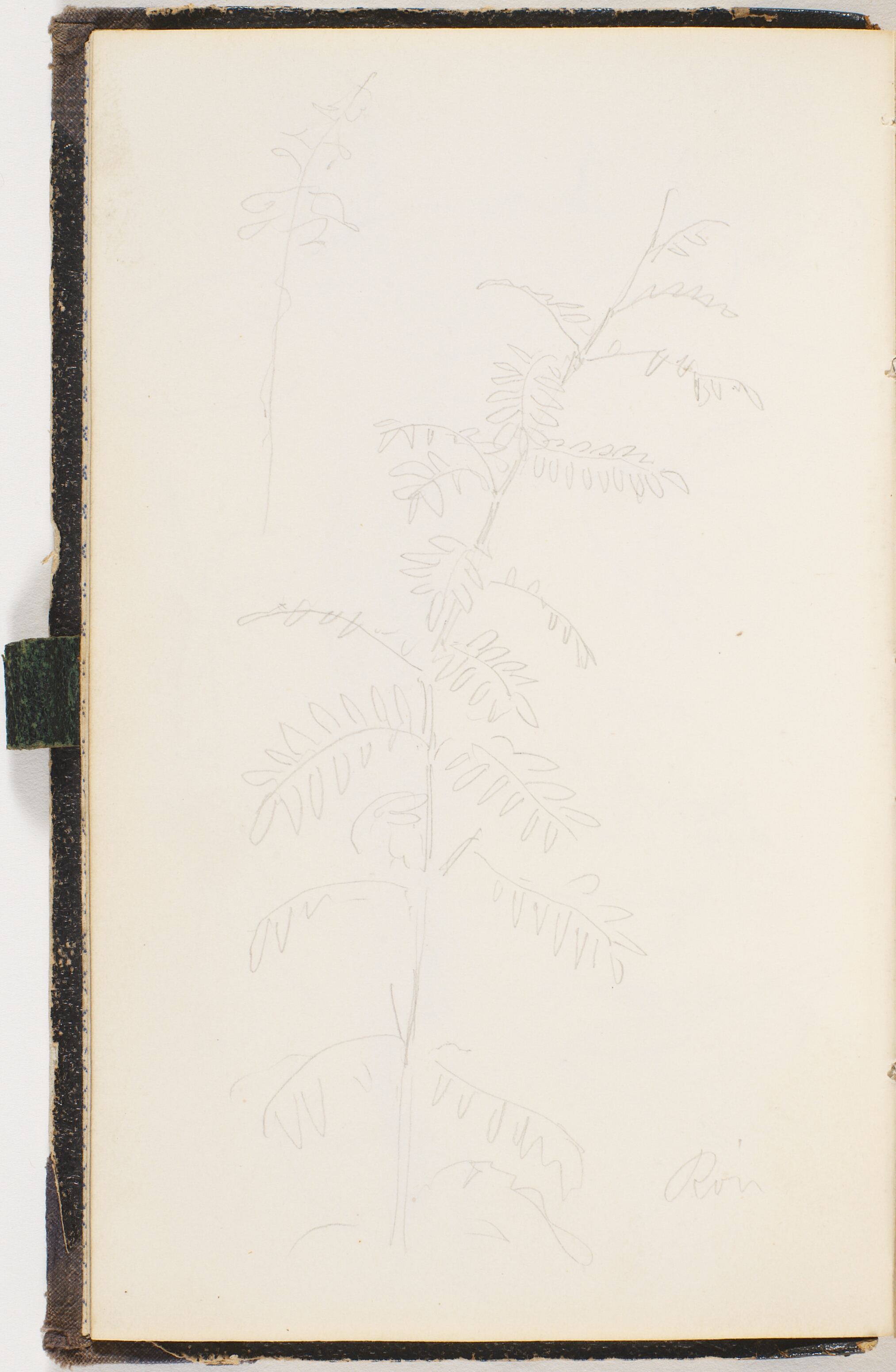 Gren med meget fligede blade